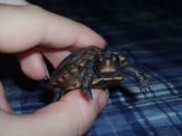 Baby Box Turtle