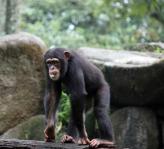 Baby Chimpanzee Walking