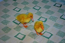 Baby Ducks