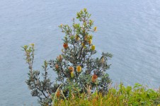 Banksia Tree On Cliff