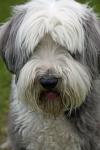Bearded Collie Dog Portrait