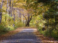 Beautiful Country Road In Fall