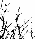 Bird In Tree Silhouette