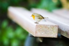 Bird On A Bench