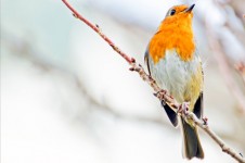 Bird, Robin - Erithacus Rubecula