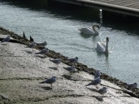 Black Headed Gulls And Swans