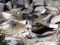 Blue Footed Boobie & Baby