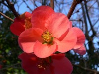 Bougainvillea Blossom