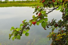 Branch With Red Berries On The Rive
