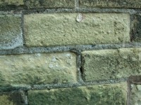 Brick Wall Background Cream