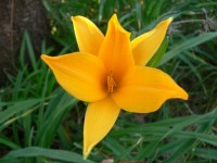Bright Yellow Lily