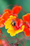 Bumble Bee On A Flower