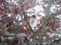 Cat Up A Tree