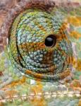 Chameleon Eye Macro