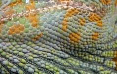 Chameleon Skin Texture Background