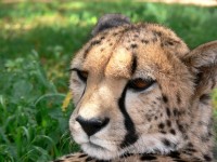 Cheetah Head
