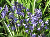 Close-up Of Bluebells