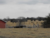 Cows On A Farm