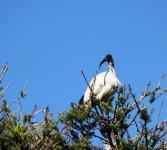 Crane On Tree Top