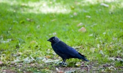 Crow Baby Bird