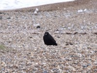 Crow On Beach