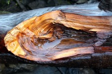 Cutaway Of A Log