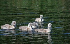 Cygnets On The Water