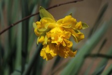 Daffodil Of Spring