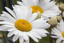 Daisy Flowers White