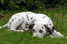 Dalmatian Puppy Dog