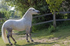 Dappled Gray Horse