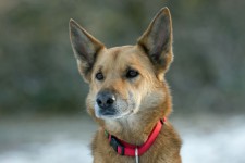 Dog German Shepherd X