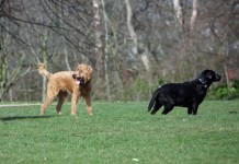 Dogs At The Park