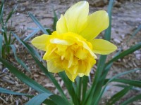 Double Yellow Daffodil