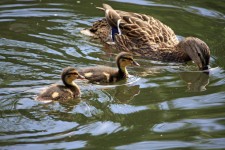 Duck And Ducklings