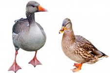Duck Mallard And Greylag Goose