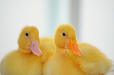 Ducklings (c)