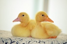 Ducklings (d)