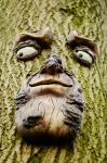 Face On The Tree