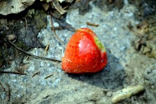 Fallen Strawberry