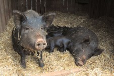 Family Of Pigs