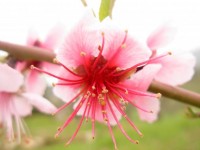 Peach Blossom Wild
