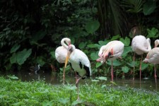 Flamingo Group On The Pond