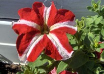Red And White Petunia Flower