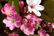 Flowering Shrub With Bee
