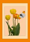 Flowers Butterfly Card