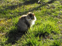 Fluffy Calico Cat