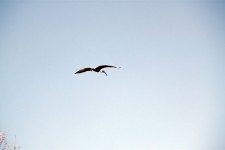 Flying Crane On Blue Sky