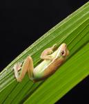 Frog On Palm Leaf