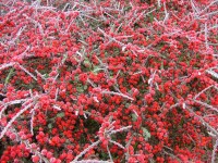 Frosty Red Berries